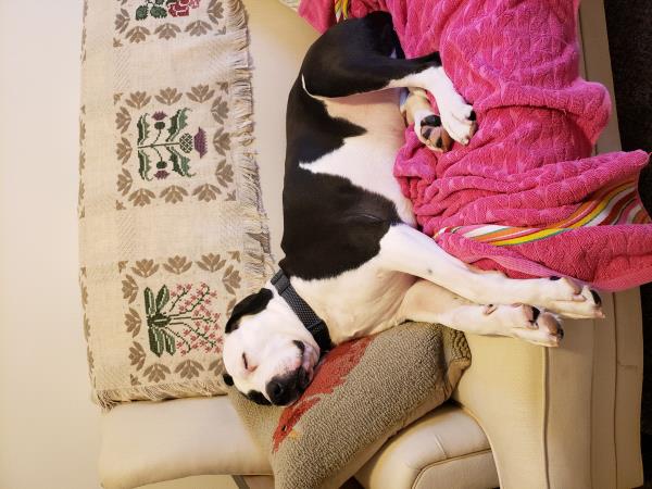 /Images/uploads/Louies Legacy Animal Rescue/cutest-rescue-pet-2023/entries/28099thumb.jpg